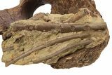 Edmontosaurus Vertebra With Associated Tendons - Wyoming #263726-3
